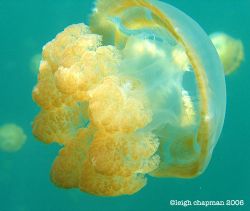 Jellyfish Lake. Snorkel. Palau. Canon A-95. Built-in flas... by Leigh Chapman 